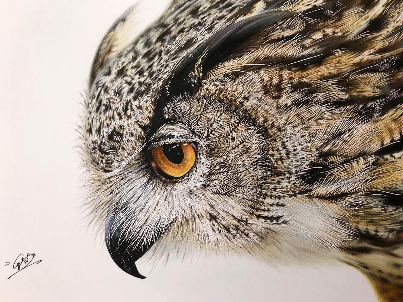 フクロウ色鉛筆画 - 美術品 フクロウ色鉛筆画 - 美術品