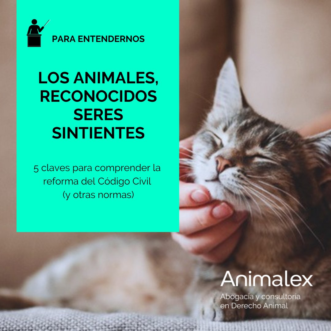 🎉 HOY entra en vigor la reforma del #CódigoCivil por la que los #Animales pasan a ser considerados seres vivos dotados de sensibilidad y no cosas ➡️Principales implicaciones bit.ly/3JBsCuq
#SeresSintientes #NoSonCosas #DerechoAnimal #SentientBeings #AnimalLaw #CivilCode