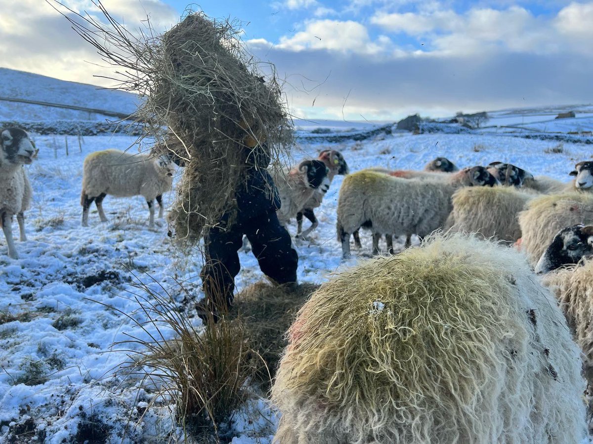 YorkshireShepherdess tweet media