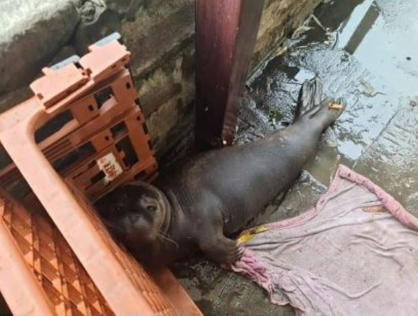CRTWalesandSW's tweet photo. Look who turned up at Hanham Lock near #Bristol This seal pup had been tagged in Scotland on June 21 and travelled to the Old Lock &amp; Weir Inn’s front door! He went to RSPCA West Hatch Animal Centre  in Taunton to be cared for, soon to be released back into the sea. #KennetAndAvon https://t.co/qAfT6dk8lN