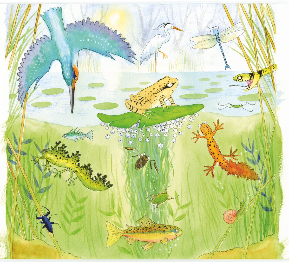 NATURE TRAIL #picturebookillustration #educational #CHILDRENSBOOK #nature #childrensillustration #childrenspublisher