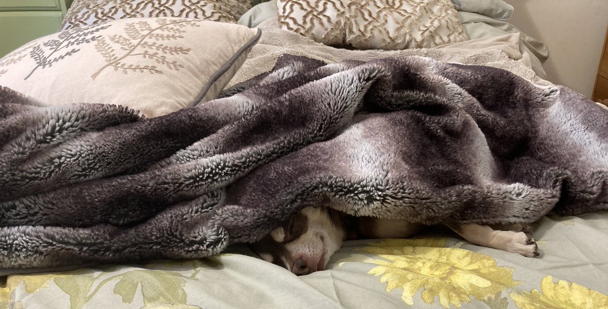 Billy Bear and Chums tweet media