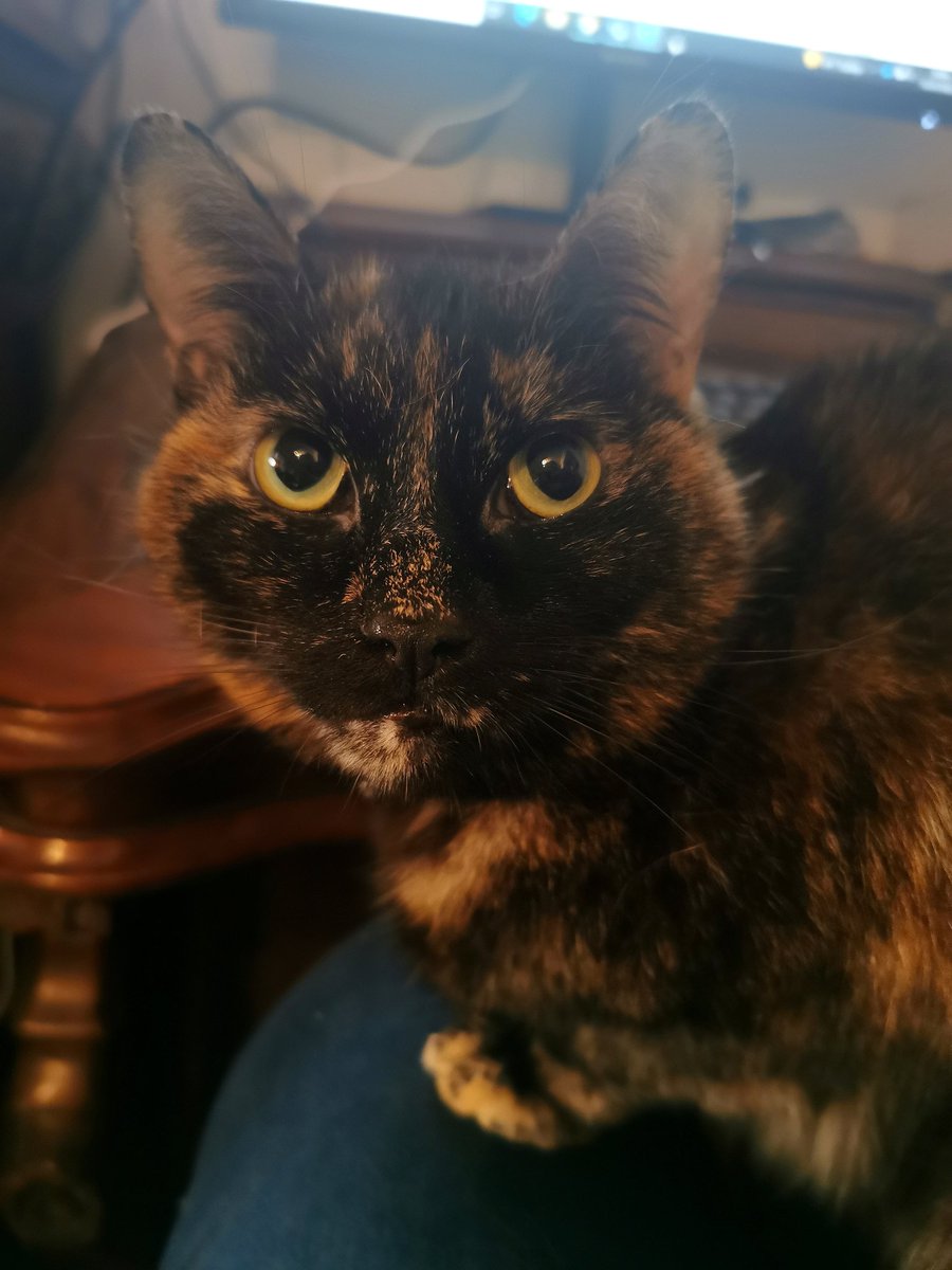 cake_anyone's tweet photo. Trying to work... Clearly Gizmo is not impressed with this thing called "work" #workingfromhome #CatsOfTwitter #ownedbyacat https://t.co/LQF3TTNwIN