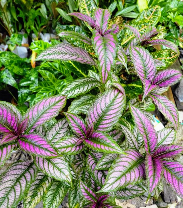 dreamyardgarden's tweet photo. Strobilanthes dyeriana commonly known as "Persian shield" is a great foliage plant for the garden with striking bright green leaves with metallic purple stripes.
#Strobilanthesdyeriana #persianshield #foliageplants #gardenideas #dreamyardgardens #DYG https://t.co/5DlkSEuGA1