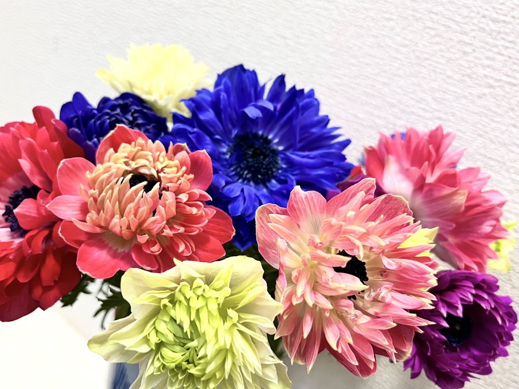 伶美うらら 年末に蕾だったアネモネが満開になりました カラフルっ 明日は雪予報なので極暖着ないとです 皆様もお気をつけてお過ごしくださいね T Co Oyrrw2utns Twitter