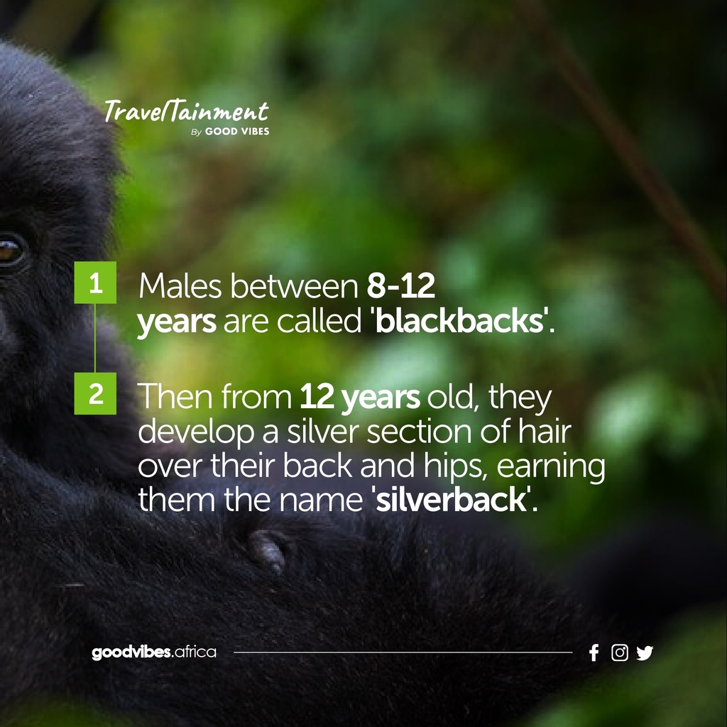 travel_tainment's tweet photo. Imagine a species so grand &amp; so rare it’s only found in a small part of the world and we make it possible for you to experience them &amp; walk in their steps.

#visitBwindi, 
come gaze upon gracious beasts of the mountains.

Visit  https://t.co/OshWP28OGg for all your bookings. https://t.co/vrlFbilFC3