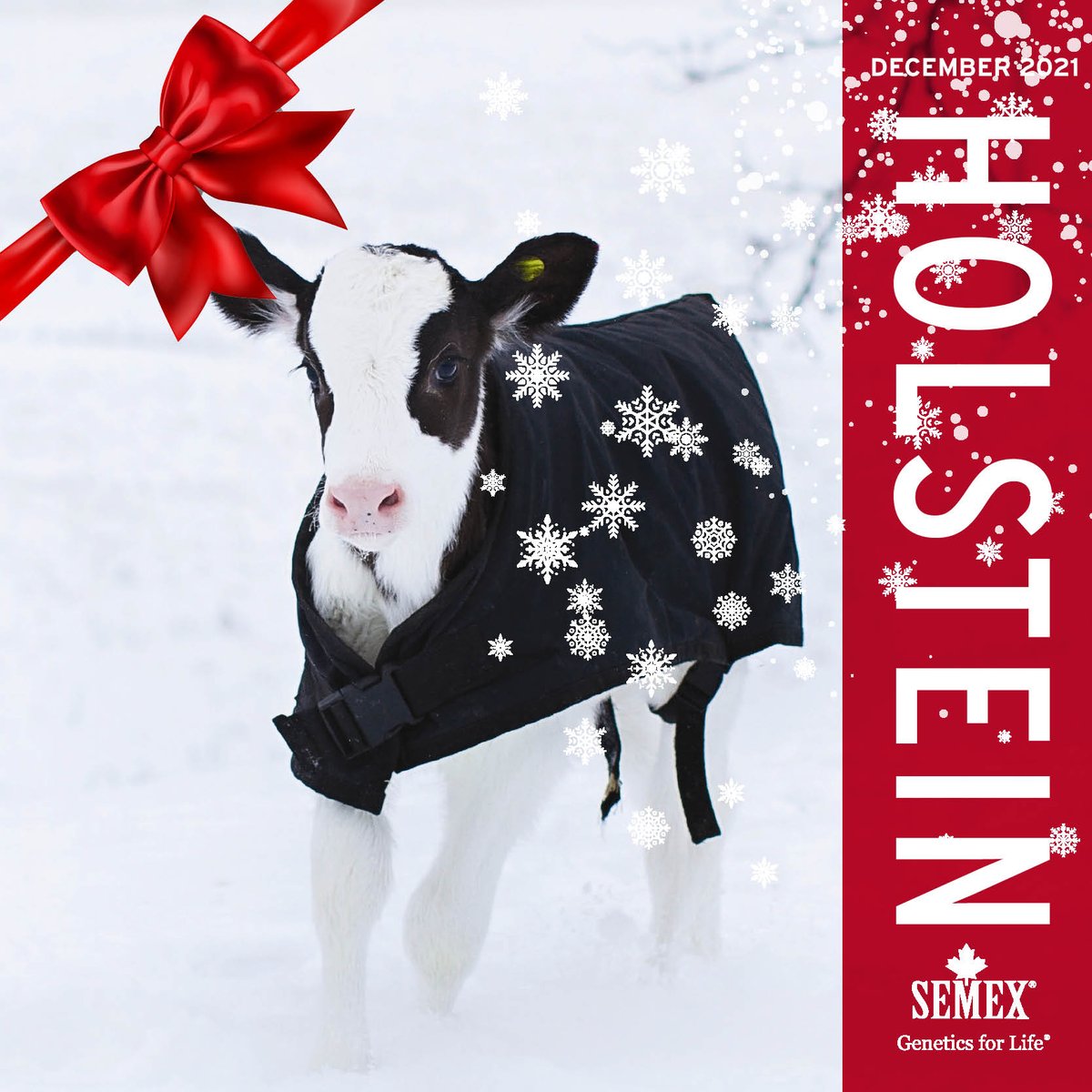 semexUK's tweet photo. On the twelfth day of Christmas Semex gave to you; the latest edition of the Semex Holstein Catalogue #Orderhere

https://t.co/H9L20l9syo https://t.co/kpk18ZTMxD