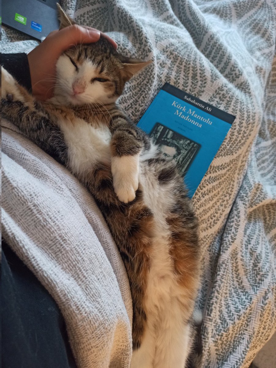 jupiterkus's tweet photo. YUVA İLANI!!
6 aylık, erkek, henüz kısırlaştırılmadı. Açıklamayı okuyun lütfen ☺️ takip ve kısırlaştırma şartıyla sahiplendireceğiz 💘 (Şu anda İstanbul'da, nakil sağlanırsa başka illere de gidebilir) https://t.co/1g5ZmX8L90