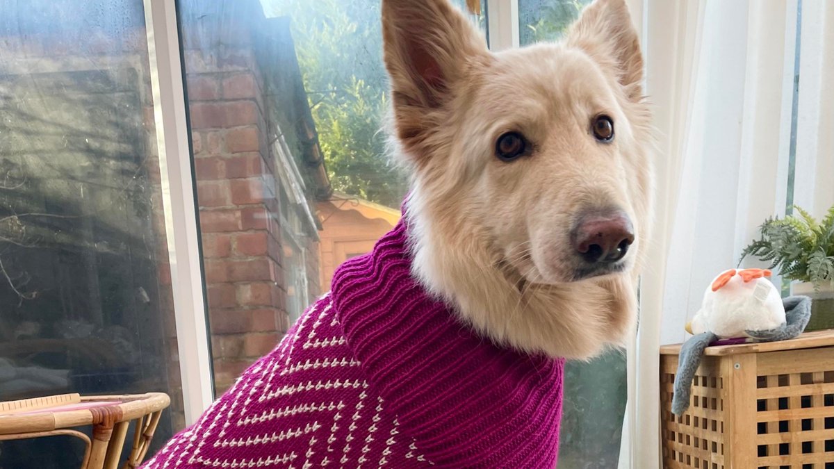 HeatoHeatoHeato's tweet image. As some of you know I was commissioned to knit a doggie jumper just before the holidays. I've received some lovely pictures of my clients fur baby in her new jumper.   #knitting #knitweardesigner #knitwearstyle #pet #doggies #handmade themanthatknits.uk