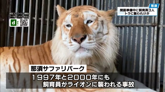 ニュース なぜそこに トラに襲われ飼育員3人ケガ Nnn 22 01 06 栃木県の那須サファリパークで5日 飼育員3人がトラに襲われケガをしました 襲ったのは 体長およそ2メートル 体重およそ150キロのベンガルトラ 1997年と2000年にも ニュース なぜそこに トラに襲われ飼育員3人ケガ Nnn 22 01 06 栃木県の那須サファリパークで5日 飼育員3人がトラに襲われケガをしました 襲ったのは 体長およそ2メートル 体重およそ150キロのベンガルトラ 1997年と2000年にも