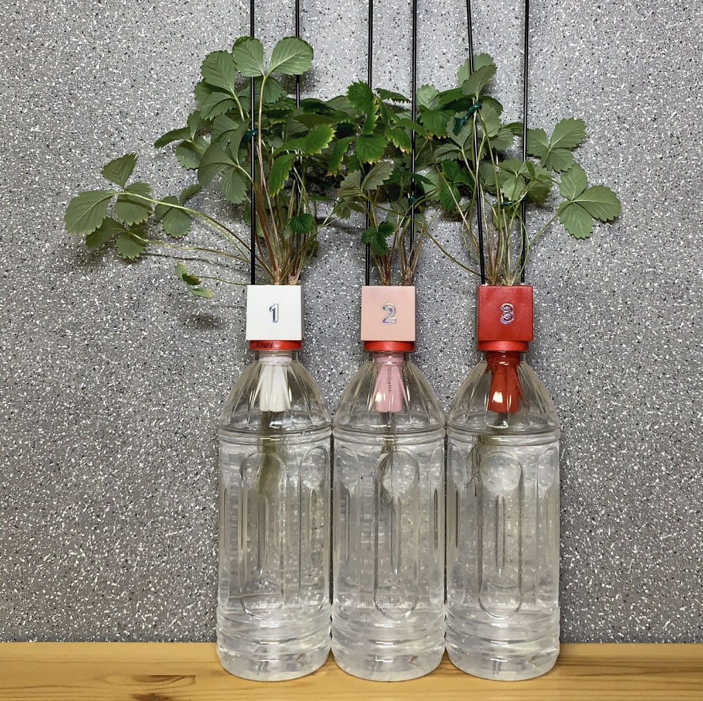 notfound404_2nd's tweet photo. 155日目。
#四季なりいちご
#いちご
#Strawberry
#グリーントイ
#GREENTOY
#ペットボトル
#はせがわさとう商店
#SCHWINSEN
https://t.co/pGVWe8wSmL https://t.co/Z6LOmk7vM8