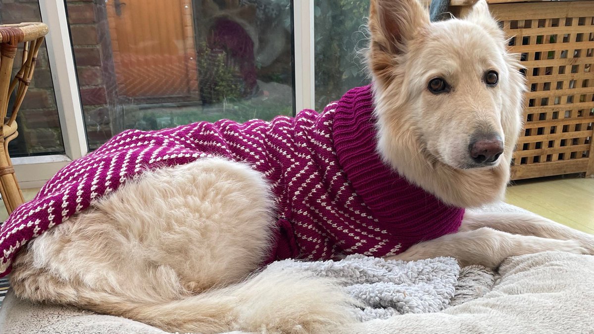 HeatoHeatoHeato's tweet image. As some of you know I was commissioned to knit a doggie jumper just before the holidays. I've received some lovely pictures of my clients fur baby in her new jumper.   #knitting #knitweardesigner #knitwearstyle #pet #doggies #handmade themanthatknits.uk