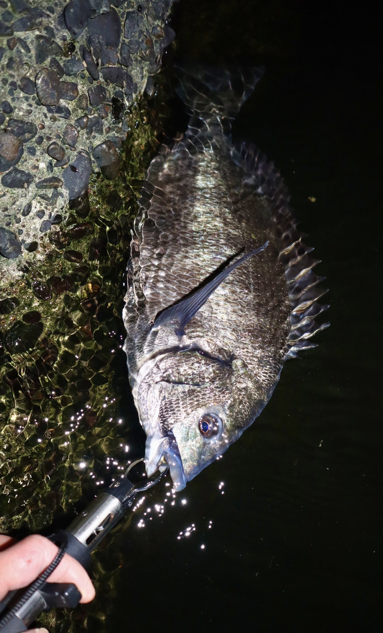 Haru Fishing 久しぶりのクロダイ 夜に白とびせずフラッシュ使うの難しい どうすればいいんだろう クロダイ 写真 ミラーレスカメラ 釣り ルアーフィッシング アウトドア カメラ チヌ T Co Keogsqzdvb Twitter