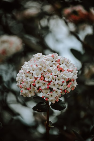 vasderetrocom's tweet image. vasderetro.com 
 #jquerymobile #mobilebeautician #flower #outdoorphotography #electricmobility