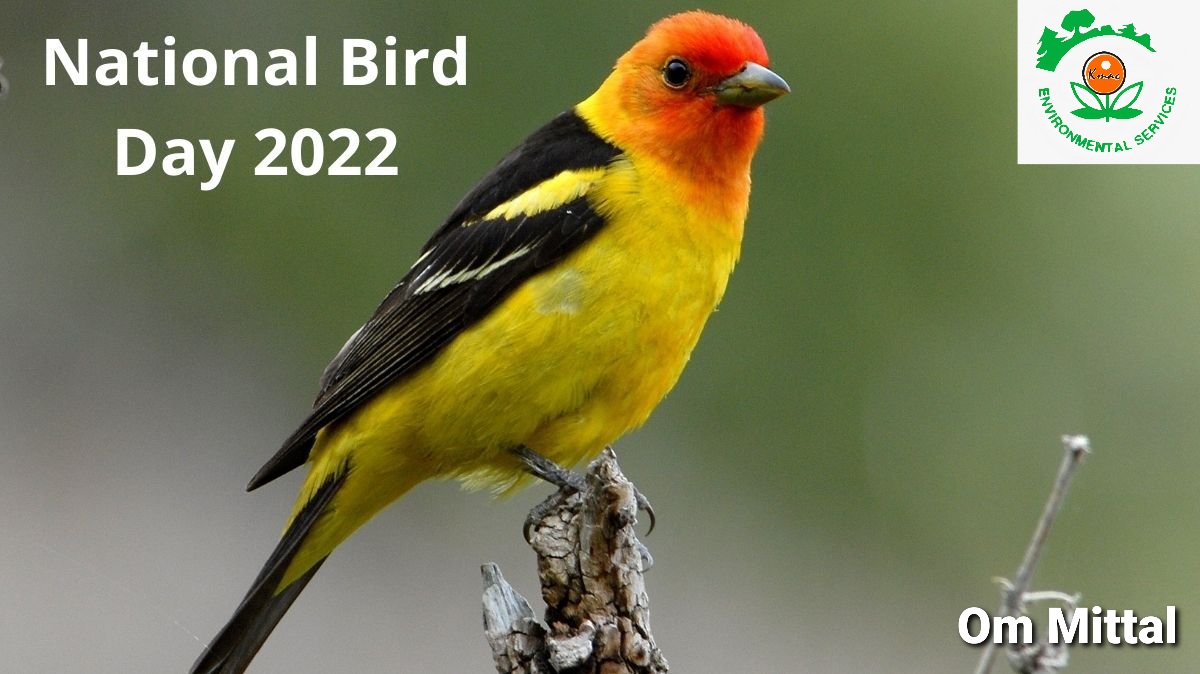 Kmac_team's tweet photo. A bird sitting on a tree is never afraid of the branch breaking, because her trust is not on the branch but on her own WINGS !!! Dream Big and Fly High like a BIRD !!!
Happy National Bird Day
#NationalBirdDay #flylikeabird #teamkmac https://t.co/nFO6ihyInI