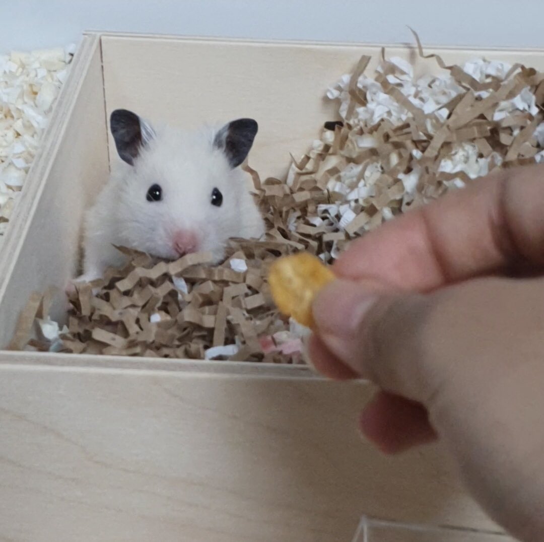 까꿍🐹