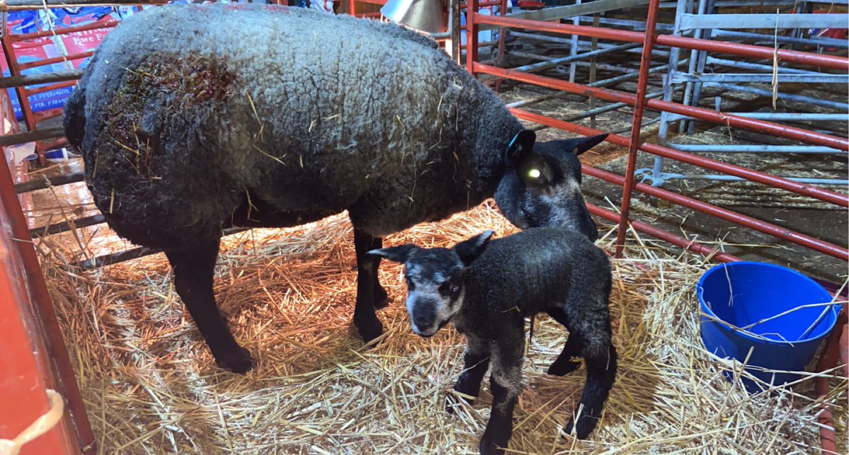 🚨Experienced indoor and outdoor lamber looking for work.
 
Preferably night lambing, but will consider anything.
Based North Wales LL23 but willing to travel.

Please share, thanks🐑