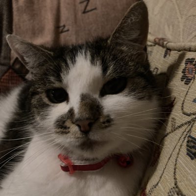 PrincessMeado16's tweet photo. #NewProfilePic https://t.co/DPmwONnFMD