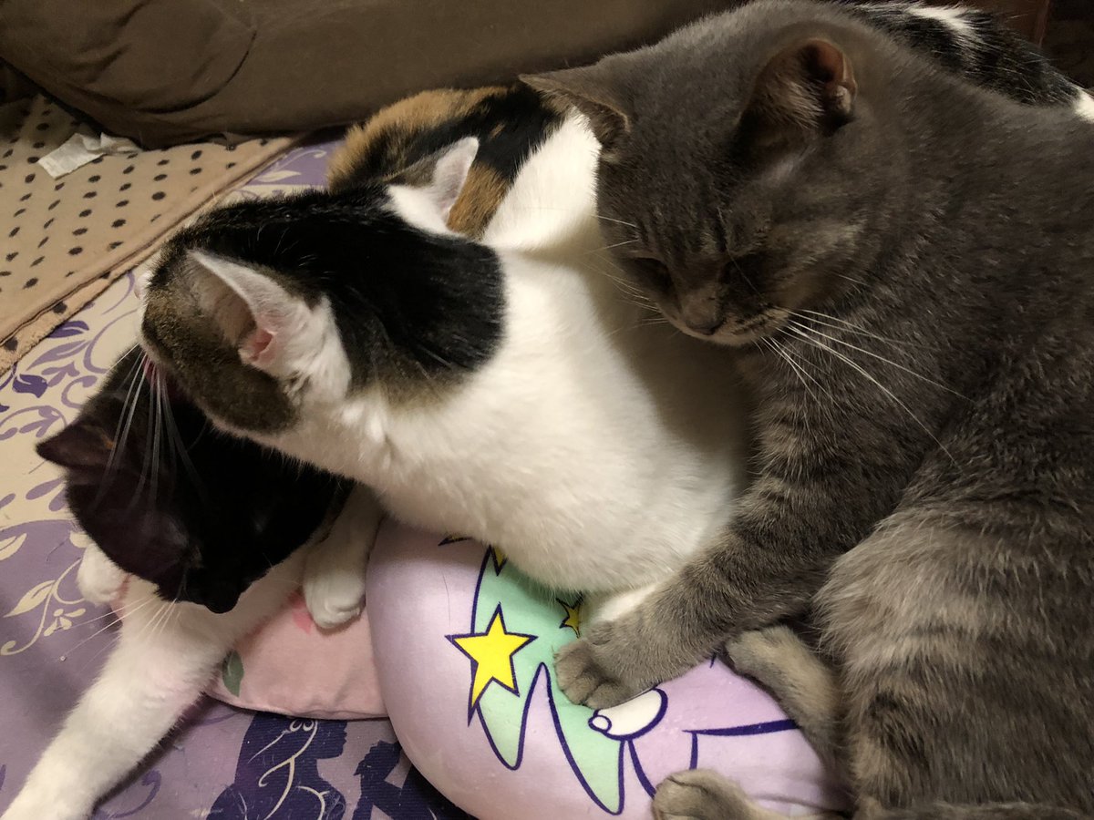 GDP57172553's tweet photo. ストーブ前の渋滞がかわいすぎる😻

#猫 #猫好きさんと繋がりたい #ストーブ前 #渋滞 https://t.co/DBoe2ZP5SO