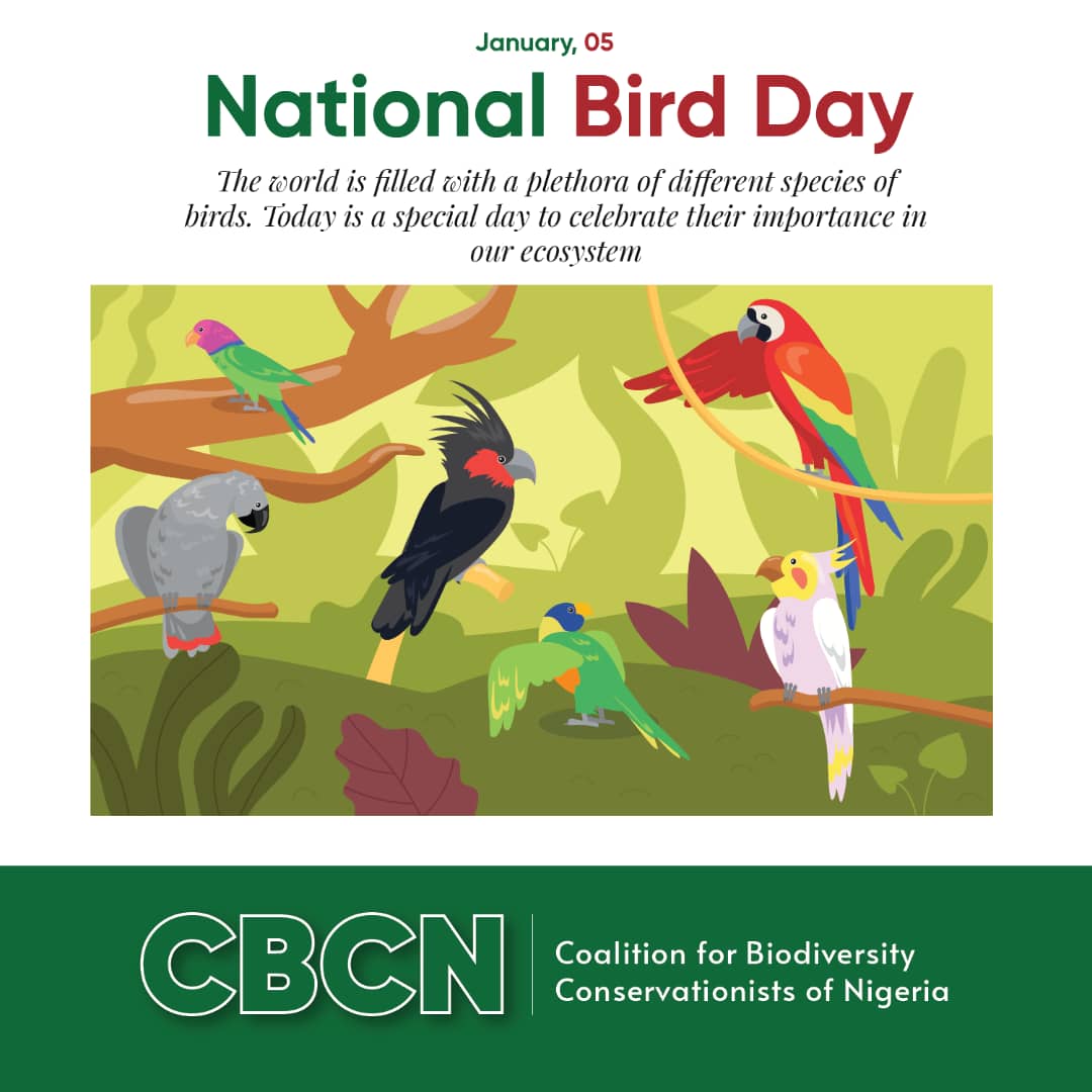 TheCBCN's tweet photo. Happy #NationalBirdDay 2022!

#ForTheLoveOfBirds
#BirdLifeInternational #APLORI #AfricanBirdAtlasProject #NiBAP
#CBCN https://t.co/Ip0OK7Qkrj