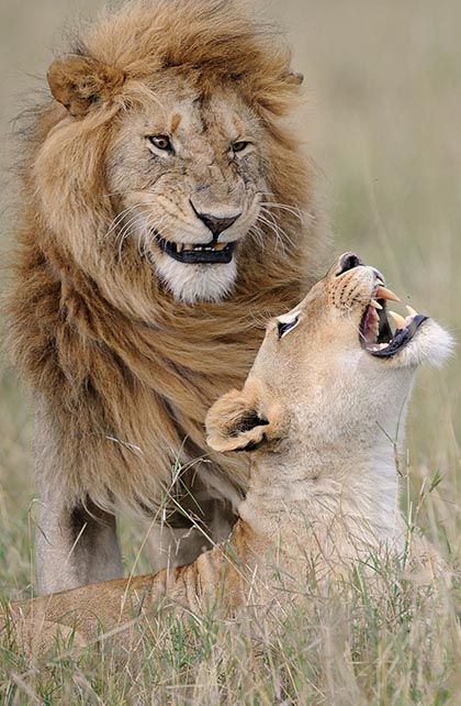 Hehehe! I'll surprise her.
#photos #photography #animals #lions