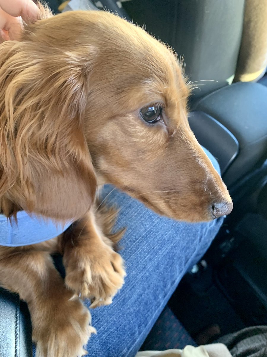 ダックスのもも🐶 (@MoMo_no_oya) / Posts / X