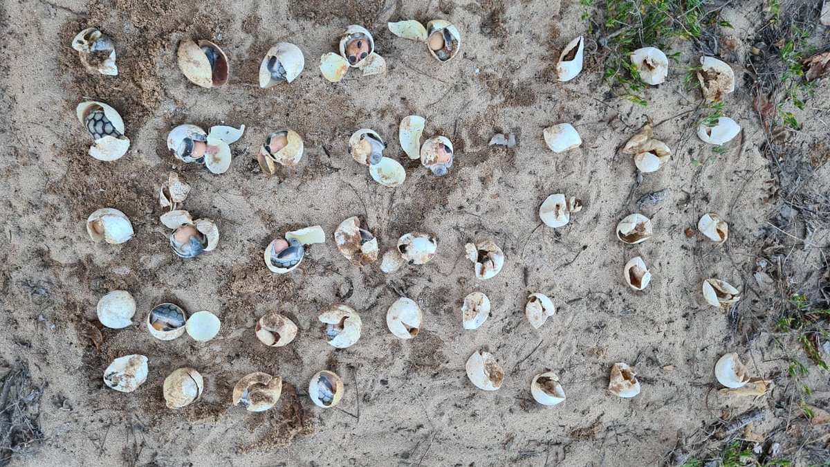 SeaSnakeBlanche's tweet image. *CLIMATE CHANGE IN ACTION* We escavated a #flatbackturtle #natatordepressus nest on #Yunbenun. Most of the babies got cooked. Three years ago, for the first time in 15 years of monitoring, Magnetic Island Turtle Hospital started finding turtle nests COOKED. #Climatechange #turtle