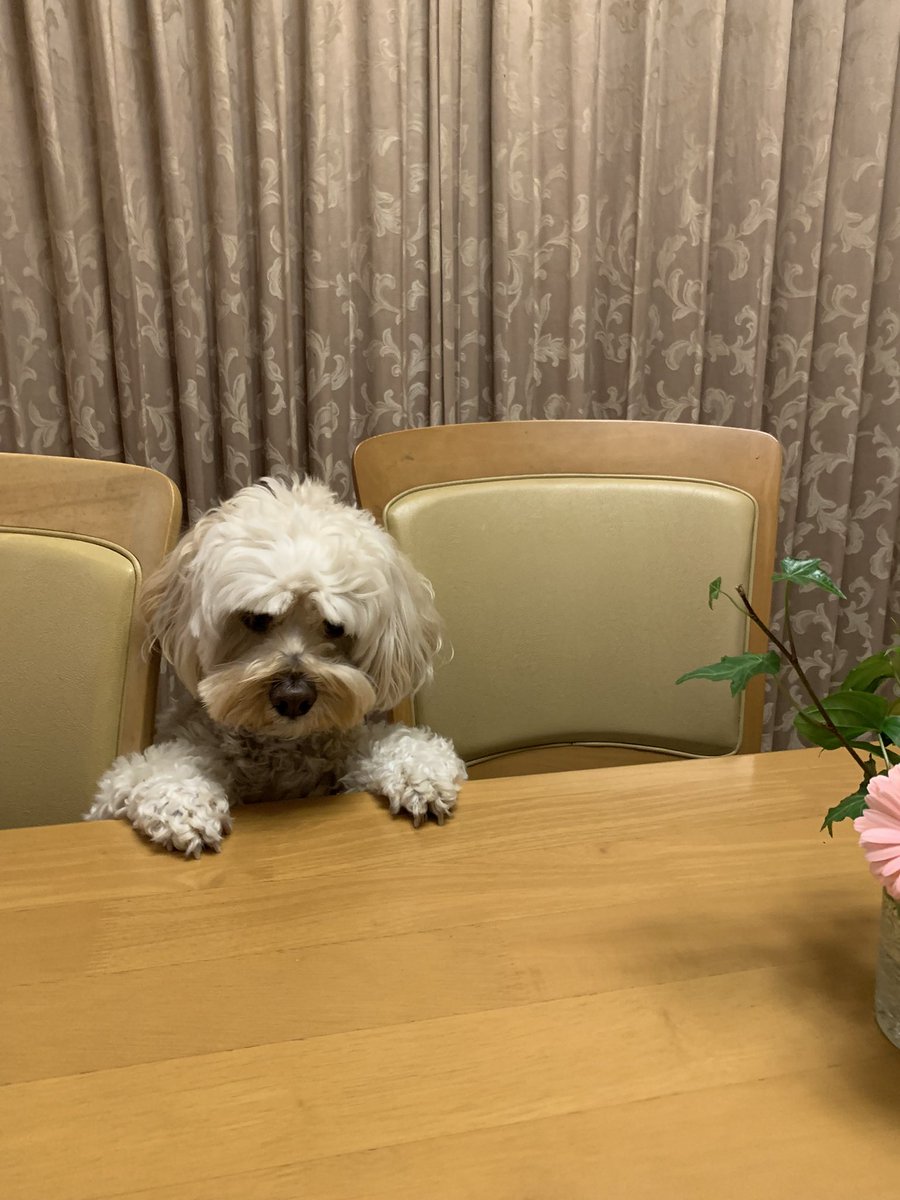 ごはんねらわれてる🐕