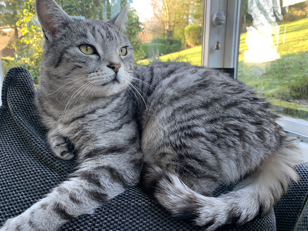 Maxsupercat1's tweet photo. Winding down after brunch😽 #whiskerswednesday https://t.co/DDjYN33E4J