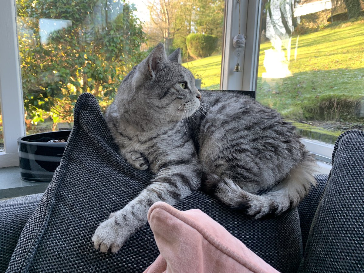 Maxsupercat1's tweet photo. Winding down after brunch😽 #whiskerswednesday https://t.co/DDjYN33E4J