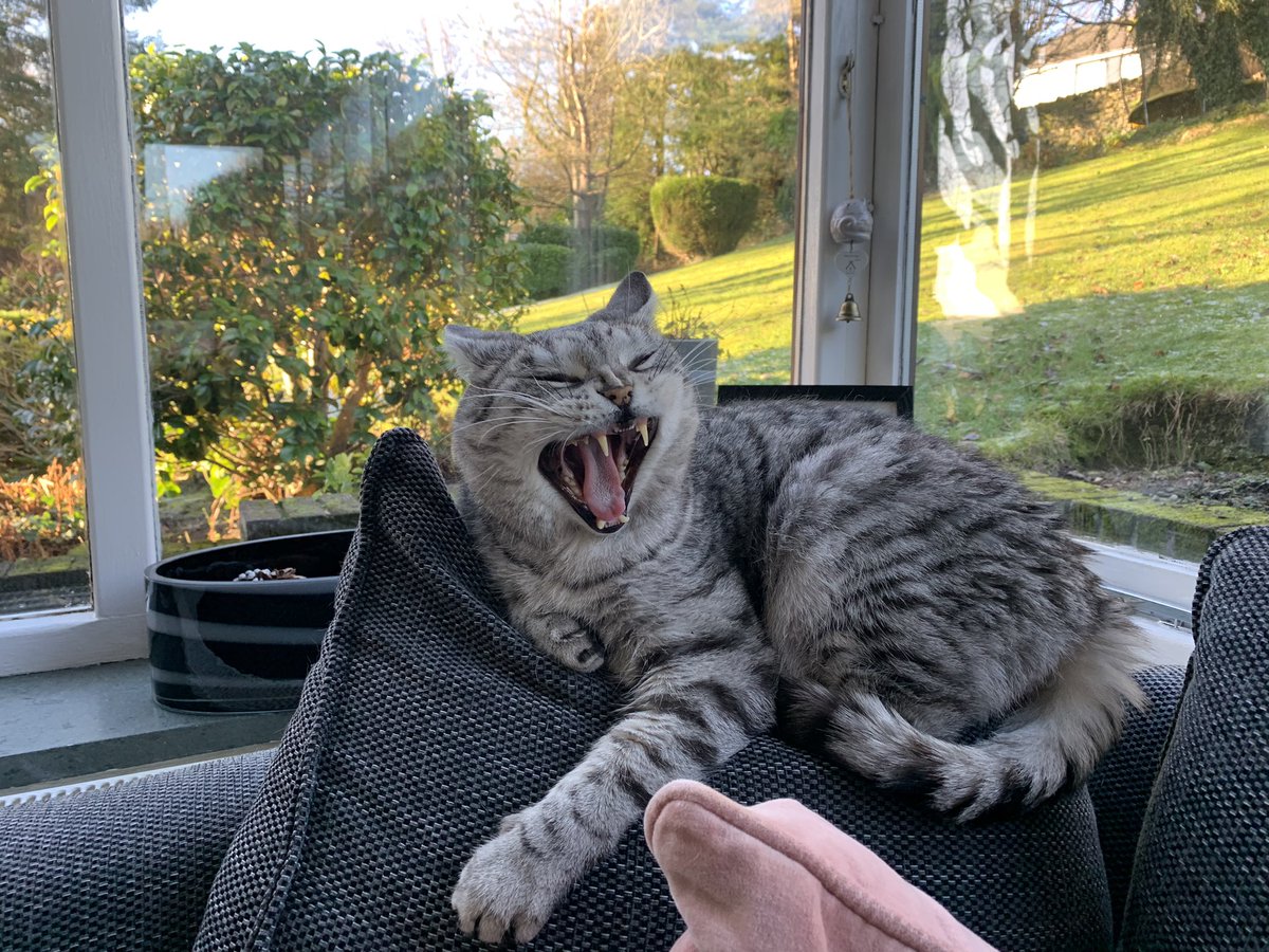 Maxsupercat1's tweet photo. Winding down after brunch😽 #whiskerswednesday https://t.co/DDjYN33E4J