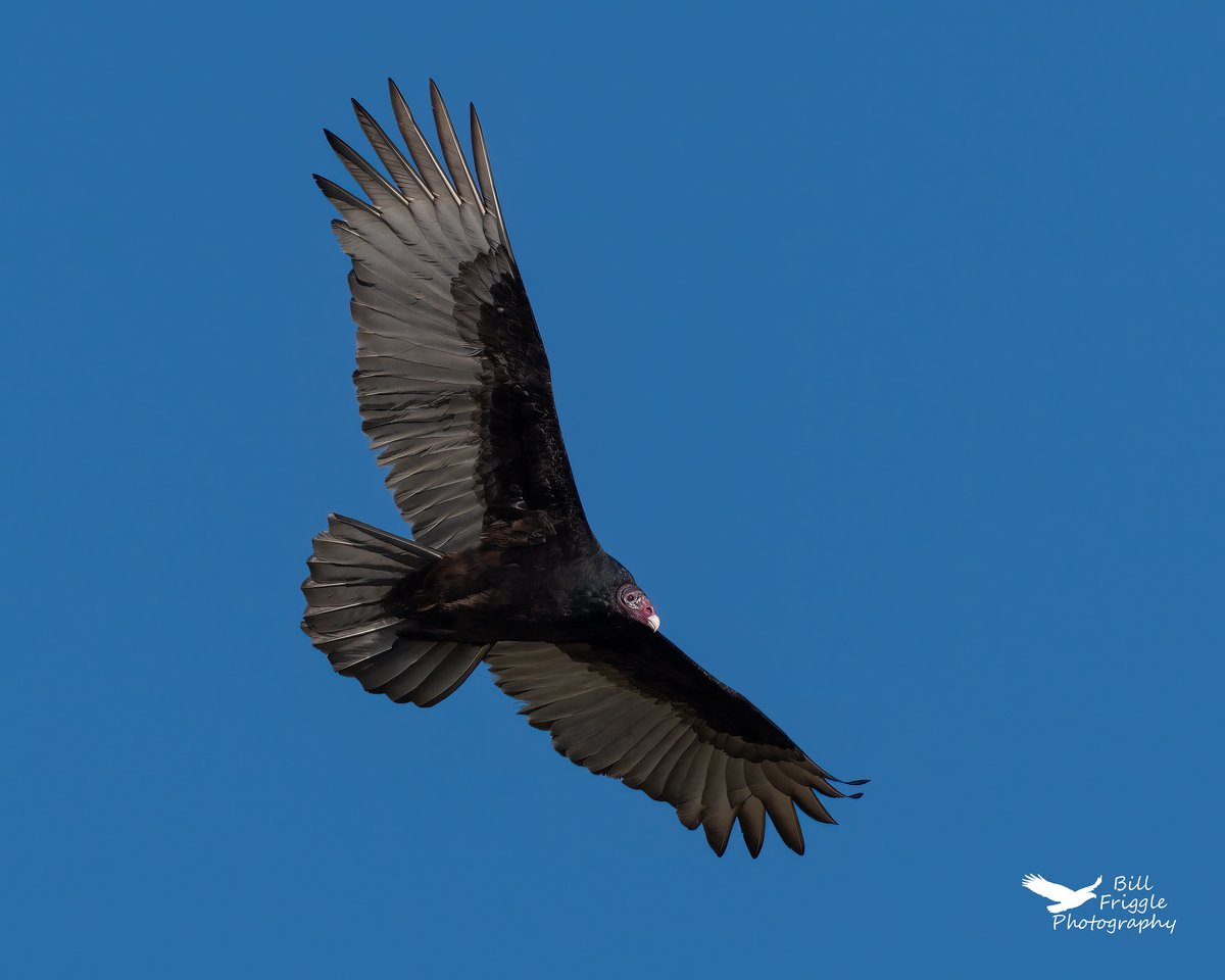 BFriggs's tweet photo. Turkey vulture at Chincoteague NWR, VA.
@wildlifeofday
@todaysbird
@birdsbountiful
#wildlifephotography #naturephotography
#birdphotography
#birdphotographycommunity https://t.co/VIGar9vg2S