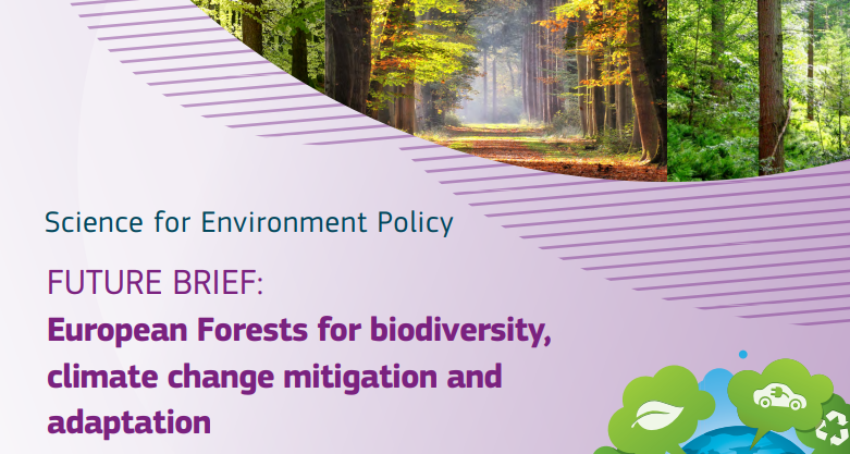 efimedfacility's tweet image. 🔎ℹ️ The @EU_Commission recently published a "Forest Future Brief" package with multimedia content that shows how #biodiversity, the #bioeconomy &amp;amp; climate change mitigation are vitally underpinned by Europe’s #forests. 🌳ec.europa.eu/environment/in…