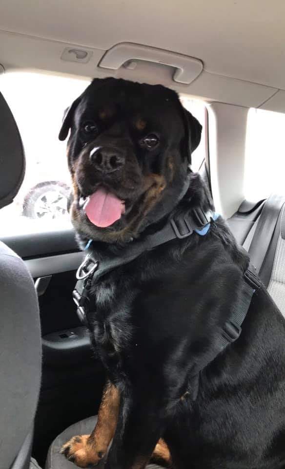 The_Animal_Team's tweet photo. #Rottweiler #Gunner was travelling in a car with his owner when they were in an accident. He escaped &amp; ran off, maybe hurt. This was on the #Inverness to #DrumRoad #Scotland. Contact with any info: https://t.co/NaDmIc5b9k #dogsoftwitter #dogs #MissingDog #MissingRottie https://t.co/dVsbyKcpqS