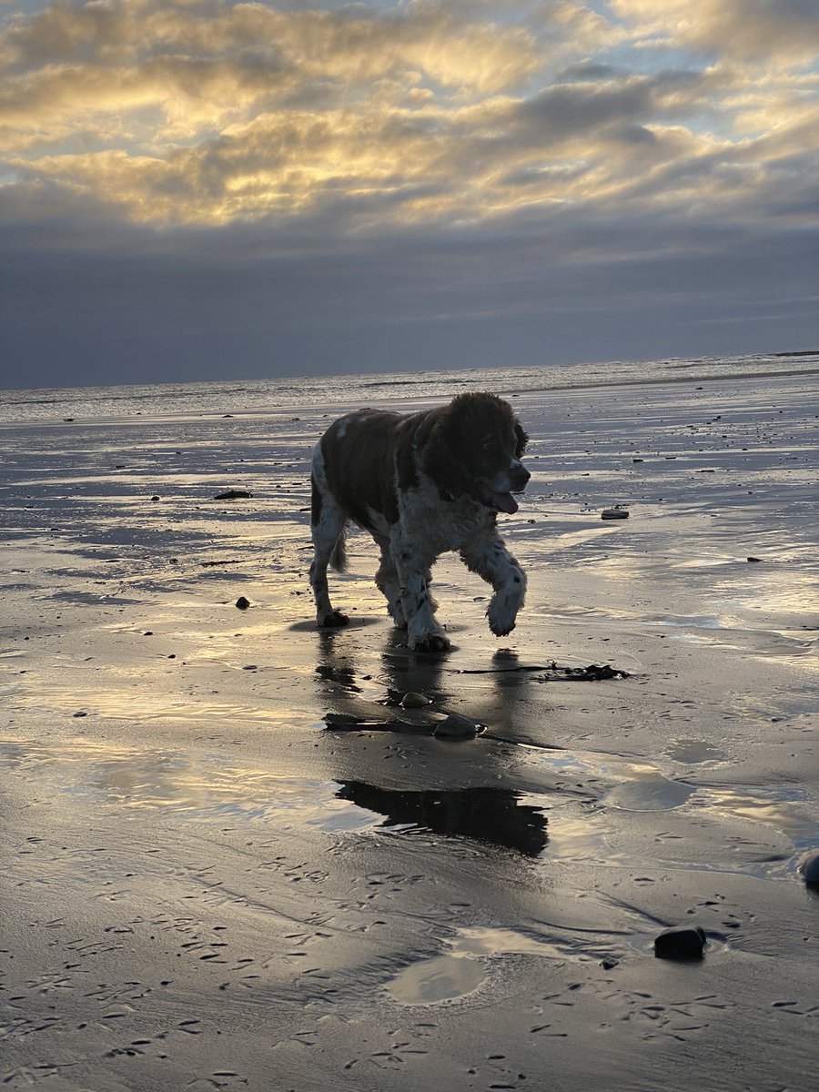 SpanielsSuper's tweet photo. Stomping off Hauxley Beach in high dudgeon at 9.18am this morning! How dare it be this cold when I’m finally allowed to swim! 🥶🥶🥶🥶🥶🥶🥶Can’t get into water for icebergs & polar bears #SuperSwimmingSnoopyStopped #SoooooCold #NotHappy #GoingHome #FedUp https://t.co/NzsOasScHS