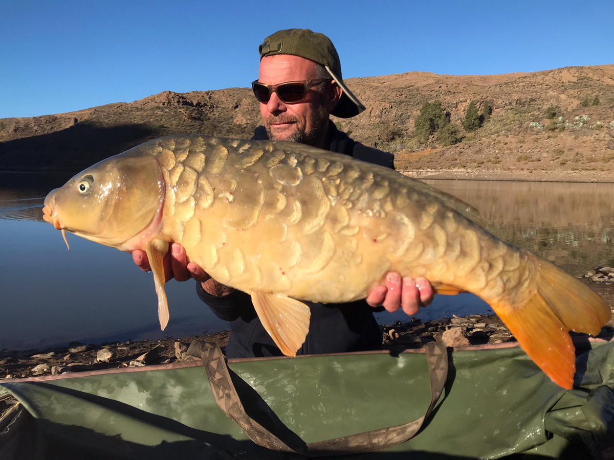 canarycarpfish's tweet photo. Happy New Year😀😀
Day trips,Short breaks, Holidays
All year round with wild, hard fighting canary carp to 50lb #carpgrancanaria #carpfishing #daytrip #excursion #holiday #ukcarpangler #karpfen #officialnashtackle #allyearround https://t.co/F5wRxmYCti