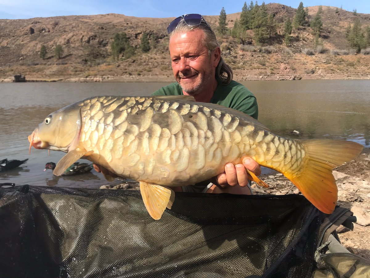 canarycarpfish's tweet photo. Happy New Year😀😀
Day trips,Short breaks, Holidays
All year round with wild, hard fighting canary carp to 50lb #carpgrancanaria #carpfishing #daytrip #excursion #holiday #ukcarpangler #karpfen #officialnashtackle #allyearround https://t.co/F5wRxmYCti
