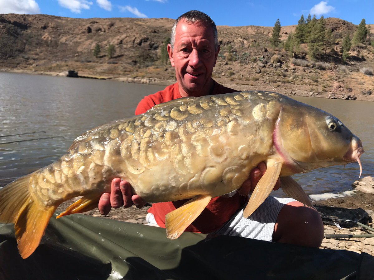 canarycarpfish's tweet photo. Happy New Year😀😀
Day trips,Short breaks, Holidays
All year round with wild, hard fighting canary carp to 50lb #carpgrancanaria #carpfishing #daytrip #excursion #holiday #ukcarpangler #karpfen #officialnashtackle #allyearround https://t.co/F5wRxmYCti