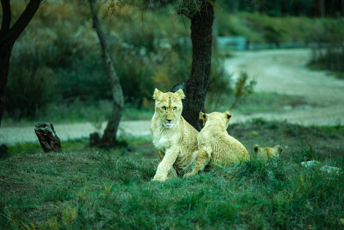 OleePrince's tweet photo. #anotherworld  #natureonly #nature_brilliance #naturewalk #naturephotography #wildlife #netgeo #netgeowild #wilderness #wildlifeart #wildlifephotography #earthcapture #cuteanimals #animals #animallovers #animallove #exclusive_wildlife #animalinworld #earth #amazingphotohunter https://t.co/tLJXW7OZsQ