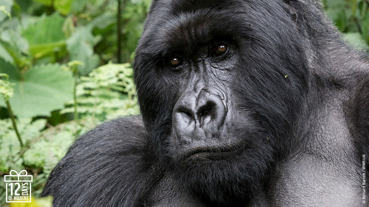 A male silverback mountain gorilla