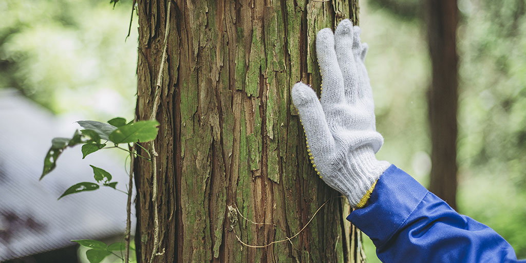 SkillsTraining5's tweet photo. Our @LantraUK Basic Tree Survey & Inspection course is designed to help park rangers or estate workers recognise and report issues and potential hazards. Book online now! #treesurvey #treeinspection #hazards https://t.co/fzDyJgAuZW https://t.co/kkdvppDkhv