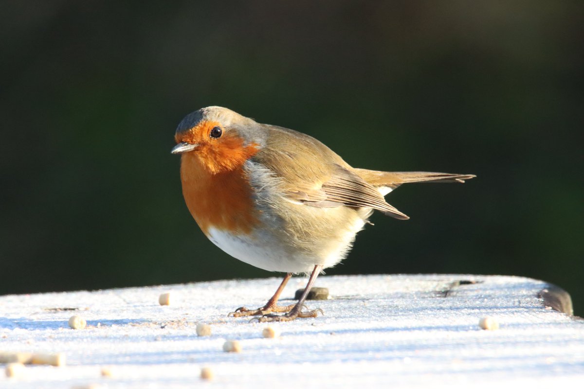 bigbobbejaan's tweet photo. Good morning from Ringo, Eating breakfast on a frosty bench.@BBCSpringwatch @Natures_Voice @_BTO @CanonUKandIE https://t.co/6WoO6ENESS
