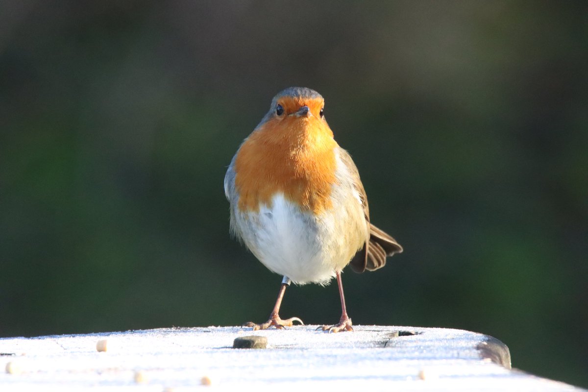 bigbobbejaan's tweet photo. Good morning from Ringo, Eating breakfast on a frosty bench.@BBCSpringwatch @Natures_Voice @_BTO @CanonUKandIE https://t.co/6WoO6ENESS