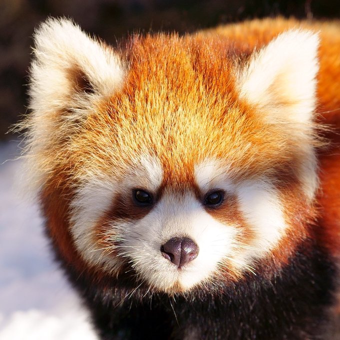 ベビモフのtwitterイラスト検索結果 ベビモフのtwitterイラスト検索結果