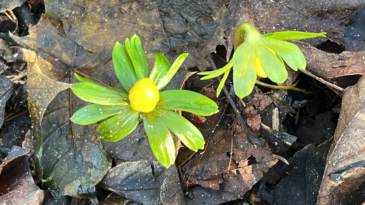 Harrold-Odell Country Park tweet media