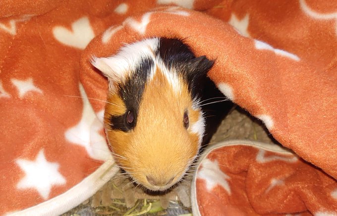 (゜A゜;)…こたつから出たくないと言う強い意思を感じる… 