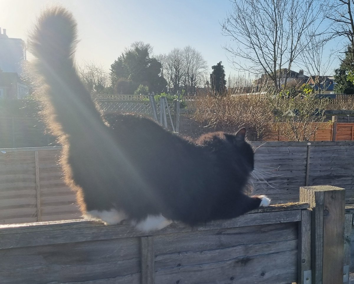 GremlintheFloof's tweet photo. It's all sunny today so am out being #flooftastic on the fence..taking my #hedgewatch seriously and keeping an eye on the birdies at the feeders.
#CatsOfTwitter #gremlin #hedgewatchers https://t.co/LXomIEROWt