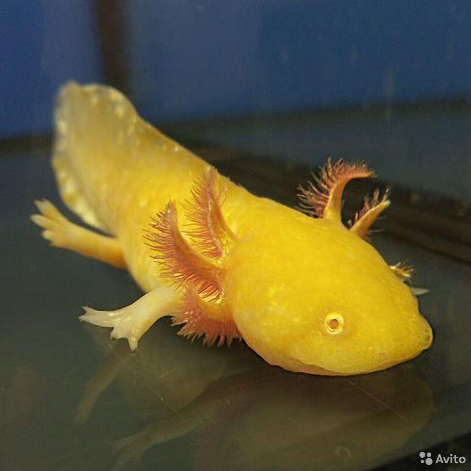 Акцилот. Амбистома и аксолотль. Акцилот. Амбистома и аксолотль. Аксолотль альбинос золотой.