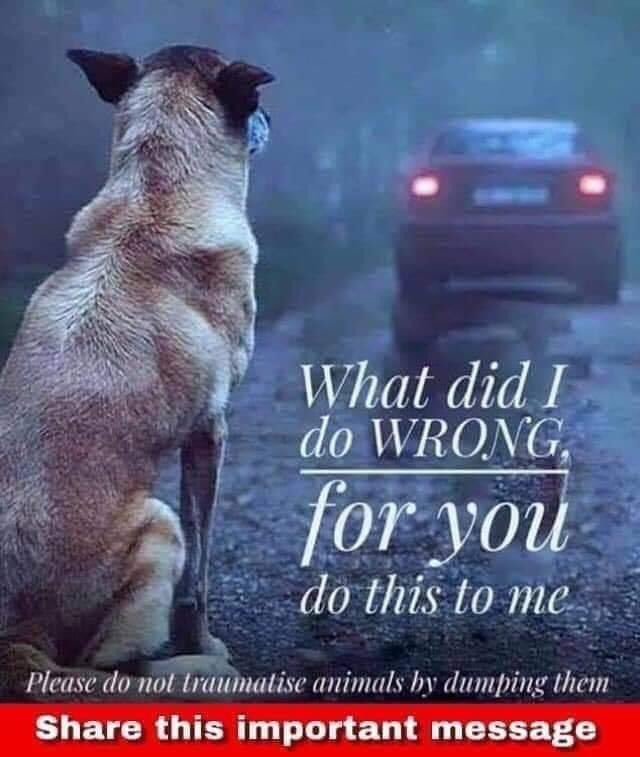 Imagine the fear & confusion a dumped dog must feel 😢