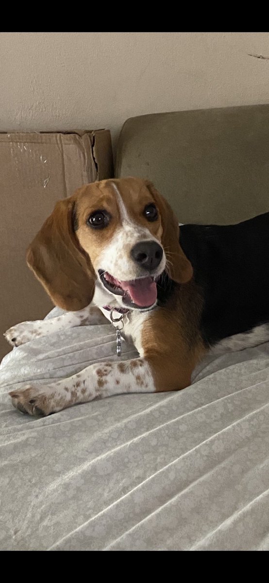 jisasso's tweet photo. I want to introduce to Rocco’s little sister Dakota , she is a playful 7 month old pup , we love ❤️ her so much already #Rocco&amp;Dakota #lovemybabies #beaglemommy https://t.co/sfmOZmGnbp